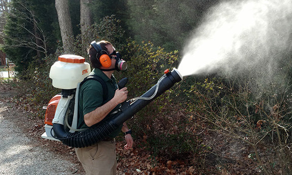 Mosquito Removal Services