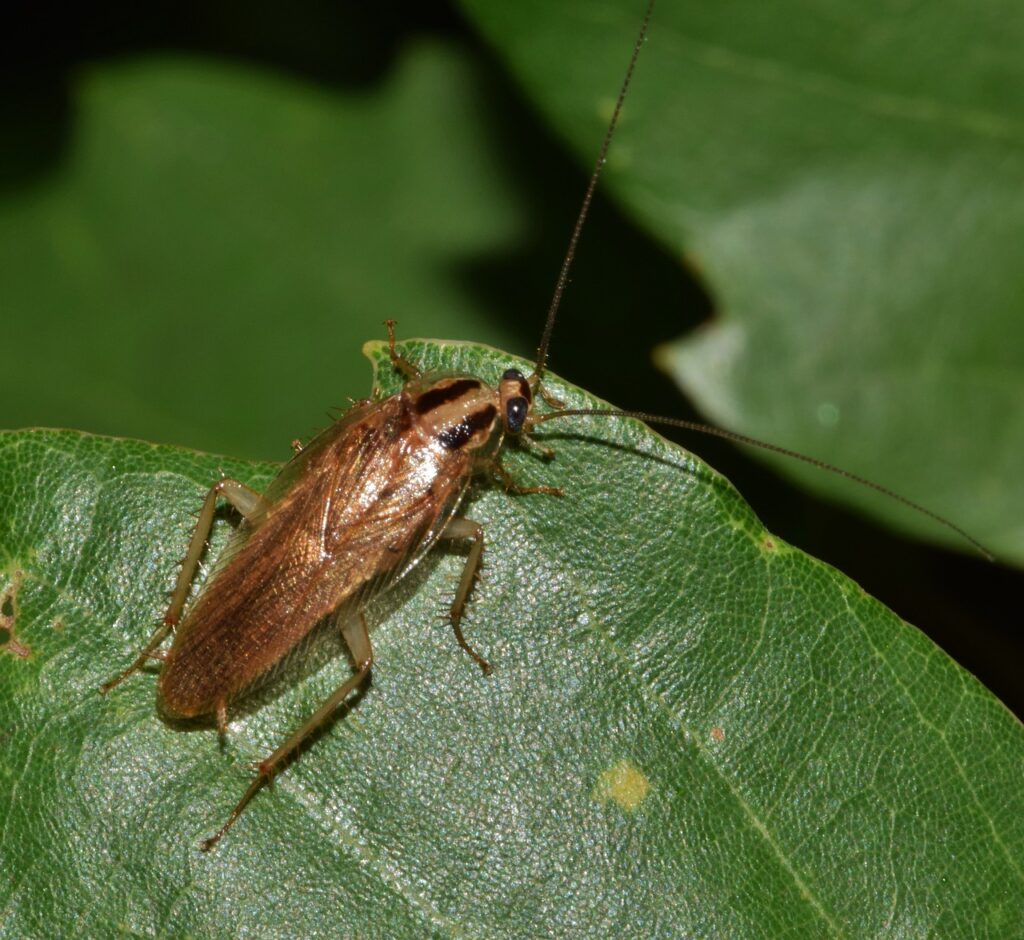 Roach Control Issues - Richmond Virginia