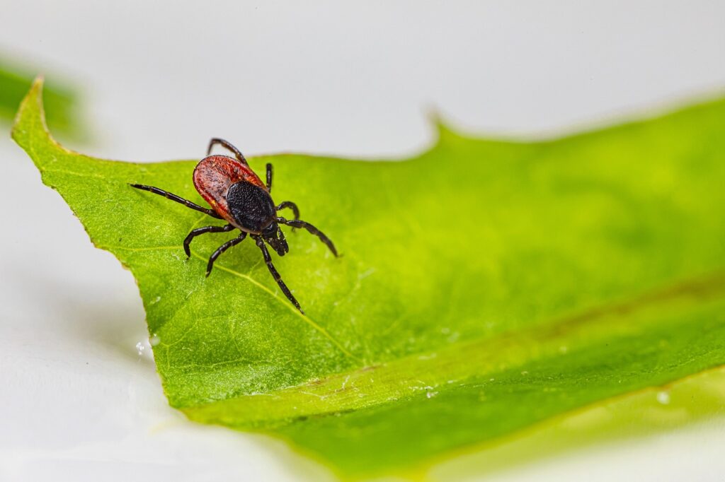 Tick Removal Services