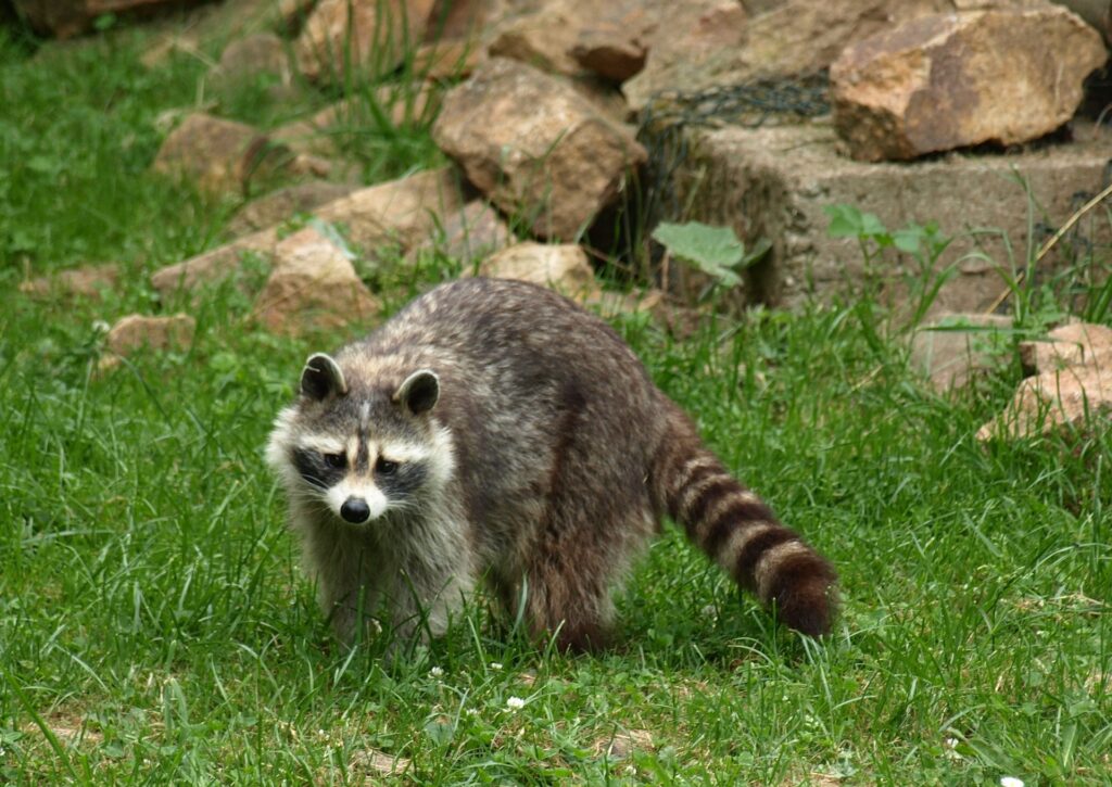 raccoon 856705 1920