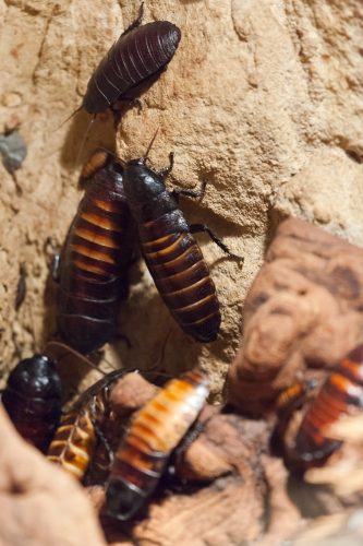 Richmond's Roach Control & Pest Removal
